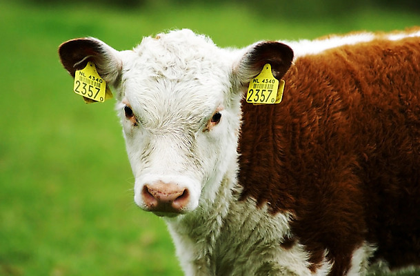 포토 JPG 해외이미지 밭 포유류 자연 사람없음 초록색 농장 갈색 흰색 소 귀 주둥이 송아지 해외202004 해외포토 동물 새끼 컬러 농업 신체부위 생태계 파일형식 이미지허브