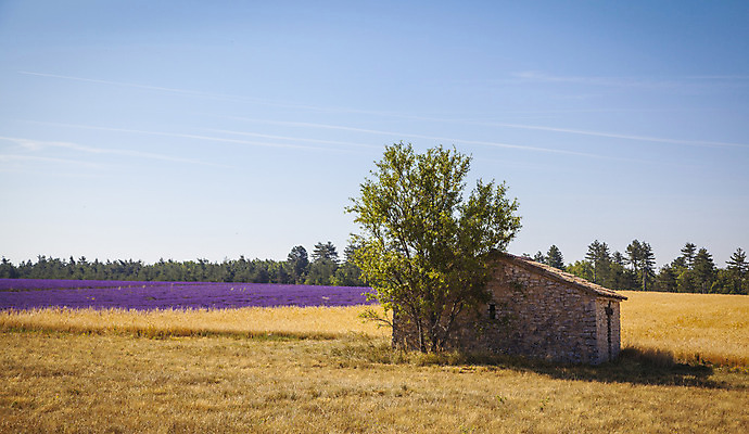 포토 JPG 해외이미지 식물 꽃 유럽 백그라운드 밭 농업 자연 하늘 풍경 사람없음 여름 컬러풀 보라색 프랑스 시골 제비꽃 향기 라벤더 내추럴 프로방스 해외202004 해외포토 계절 나라 산업 컬러 허브 생태계 냄새 파일형식 이미지허브