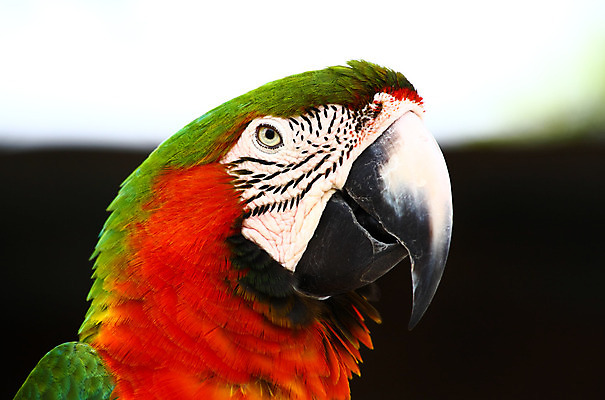포토 JPG 해외이미지 동물 캐릭터 날개 자연 조류 종류 말하기 사람없음 빨간색 컬러풀 광대 깃털 부리 앵무새 진홍색 내추럴 아열대 플로리다 해외202004 해외포토 컬러 모션 미국 생태계 파일형식 이미지허브