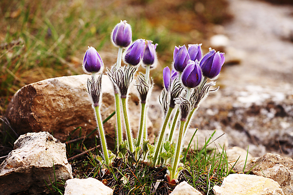 포토 JPG 해외이미지 식물 계절 꽃 백그라운드 꽃무늬 자연 산 사람없음 야외 정원 보라색 봄 튤립 닫기 제비꽃 향기 내추럴 블러 해외202004 해외포토 컬러 무늬 모션 생태계 냄새 파일형식 이미지허브