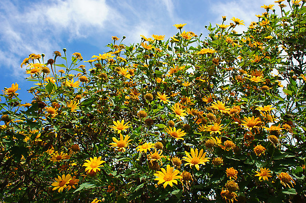 포토 JPG 해외이미지 식물 계절 꽃 아시아 여행 겨울 꽃무늬 자연 하늘 해바라기 풍경 사람없음 야외 초록색 여름 컬러풀 노란색 놀람 봄 활발 벚꽃 가을 시골 숲 즐거움 베트남 장면 산악지대 특별함 해외202004 해외포토 감정 나라 컬러 컨셉 무늬 산 표정 동남아시아 생태계 파일형식 이미지허브