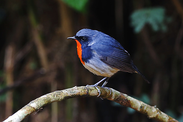 포토 JPG 해외이미지 나무 동물 여자 남자 아시아 얼굴 야생동물 백그라운드 날개 자연 조류 사람없음 야외 목재 가로 초록색 컬러풀 머리 환경 나뭇가지 막대기 닫기 숲 깃털 꼬리 부리 서식지 생태학 이국적 해외202004 해외포토 식물 교육 나라 컬러 재료 모션 사람 신체부위 생태계 파일형식 이미지허브