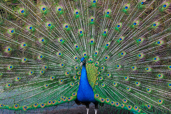 포토 JPG 해외이미지 동물 남자 야생동물 패턴 자연 조류 왕관 기술 사람없음 가로 초록색 파란색 컬러풀 머리 걷기 활발 의식 우아함 공작 전시회 깃털 꼬리 부리 쇼 목 보여주기 꿩 수탉 내추럴 멀티 웅장함 터키석 해외202004 해외포토 컬러 컨셉 무늬 모션 사람 신체부위 전시 닭 보석 수컷 생태계 파일형식 이미지허브