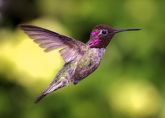 포토 JPG 해외이미지 동물 여자 남자 야생동물 백그라운드 날개 자연 조류 사람없음 야외 빨간색 초록색 빛 컬러풀 정원 흰색 작음 캘리포니아 내추럴 고립 루비 벌새 취급주의 해외202004 해외포토 컬러 경고 사람 미국 크기 보석 생태계 파일형식 이미지허브