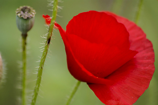 포토 JPG 해외이미지 식물 계절 꽃잎 꽃 백그라운드 잎 꽃무늬 밭 농업 자연 씨앗 사람없음 야외 장식 빨간색 초록색 여름 컬러풀 정원 봄 들꽃 벚꽃 시골 신선 닫기 허브 장면 양귀비 야광 내추럴 취급주의 해외202004 해외포토 산업 컬러 무늬 모션 경고 빛 생태계 파일형식 이미지허브