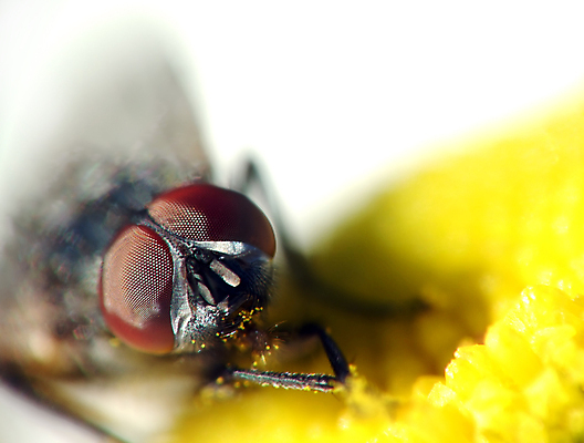 포토 JPG 해외이미지 식물 꽃 곤충 날개 자연 해바라기 사람없음 야외 여름 빛 노란색 정원 벚꽃 작음 생물학 꽃가루 해외202004 해외포토 동물 계절 교육 컬러 크기 가루 생태계 파일형식 이미지허브