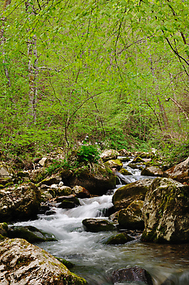 포토 JPG 해외이미지 나무 식물 계절 공원 지구 잎 자연 산 국립공원 이끼 풍경 사람없음 야외 초록색 물 강 침묵 봄 폭포 흐름 가을 바위 시골 개울 황무지 숲 순수 속도 생태학 해외202004 해외포토 자연요소 공공시설 교육 컬러 컨셉 소리 돌_바위 생태계 파일형식 이미지허브