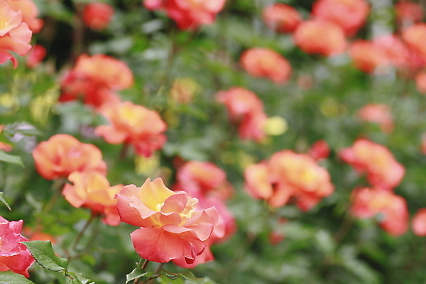 포토 JPG 해외이미지 식물 꽃 잎 꽃무늬 자연 사람없음 야외 빨간색 초록색 여름 빛 장미 정원 봄 벚꽃 신선 개화 소프트포커스 원예 꽃가루 내추럴 해외202004 해외포토 계절 컬러 무늬 촬영기법 취미 가루 생태계 파일형식 이미지허브