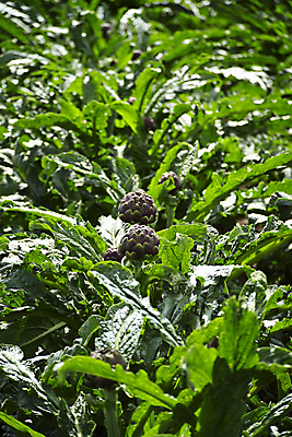 포토 JPG 해외이미지 식물 유럽 음식 백그라운드 잎 농업 다이어트 채소 재료 자연 건강 요리 사람없음 초록색 농장 지구본 정원 요리사 검은색 저녁식사 이탈리아 신선 시장 닫기 맛 지중해 먹기 성분 내추럴 고립 아티초크 채식주의자 해외202004 해외포토 직업 나라 산업 바다 컬러 컨셉 모션 식사 생태계 채식 파일형식 이미지허브