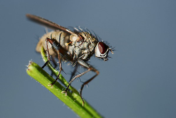 포토 JPG 해외이미지 식물 동물 곤충 잎 날개 자연 주택 사람없음 초록색 여름 파란색 닫기 해충 벌레 질병 작음 큼 묘사 생물학 내추럴 넘어짐 못생김 디테일 해외202004 해외포토 계절 교육 컬러 의학 모션 건물 크기 생태계 파일형식 이미지허브