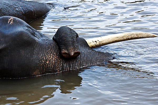 포토 JPG 해외이미지 나무 동물 공원 길 얼굴 야생동물 여행 포유류 자연 코끼리 동양인 풍경 사람없음 강 머리 평화 업무 주름 황무지 닫기 큼 자르기 인도인 비만 심볼 사파리 묘사 지역 상아 멸종 무거움 느림 사바나 옛날 이국적 해외202004 해외포토 외국인 식물 공공시설 컨셉 모션 인종 신체부위 작업 무게 크기 몸매 생태계 파일형식 이미지허브