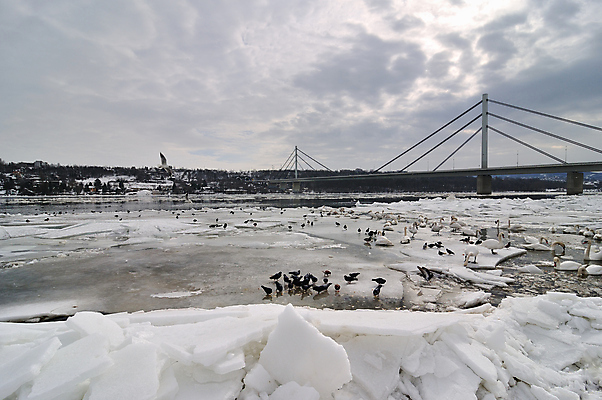 포토 JPG 해외이미지 동물 계절 겨울 자연 조류 오리 풍경 사람없음 물 강 냉동 얼음 추위 흰색 서리 백조 다뉴브강 해외202004 해외포토 자연요소 컬러 생태계 파일형식 이미지허브