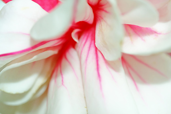 포토 JPG 해외이미지 식물 디자인 꽃잎 꽃 줄기 분홍색 백그라운드 잎 꽃무늬 자연 미술 사람없음 야외 빨간색 컬러풀 머리 보라색 봄 활발 벚꽃 흰색 신선 개화 닫기 자주색 제비꽃 꽃가루 잡종 내추럴 꽃수술 엘리먼트 해외202004 해외포토 계절 컬러 컨셉 무늬 모션 문화예술 신체부위 가루 생태계 파일형식 이미지허브