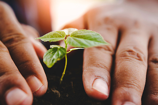 포토 JPG 해외이미지 나무 식물 손 꽃 지구 컨셉 잎 농업 자연 새로움 사람 사람없음 초록색 환경 흙 봄 성장 보호 작음 시작 유기농 원예 먼지 내추럴 개발 돌봄 모종 묘목 생태학 해외202004 해외포토 웰빙 계절 교육 산업 컬러 모션 취미 신체부위 크기 생태계 파일형식 이미지허브