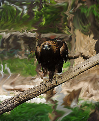 포토 JPG 해외이미지 나무 공원 야생동물 여행 아프리카 자연 조류 사람없음 초록색 검은색 깃털 부리 독수리 남쪽 전국 해외202004 해외포토 식물 동물 공공시설 나라 컬러 방향 생태계 파일형식 이미지허브