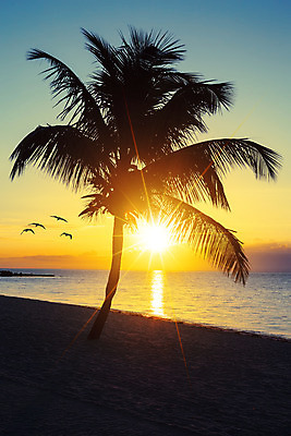 포토 JPG 해외이미지 실루엣 하늘 그림자 해변 사람없음 모래사장 야자수 태양 노을 주황색 분위기 야자수잎 해외202004 해외포토 자연요소 나무 바다 컬러 컨셉 잎 촬영기법 파일형식 이미지허브