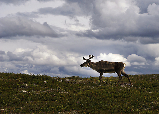 포토 JPG 해외이미지 구름 스웨덴 사람없음 순록 스칸디나비아 평야 해외202004 해외포토 자연요소 자연 북유럽 파일형식 이미지허브