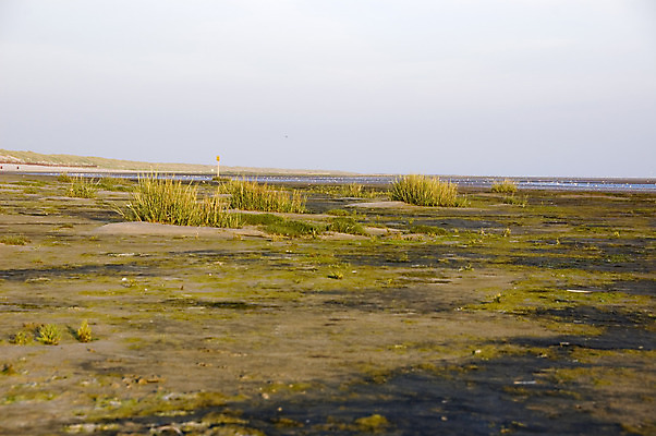 포토 JPG 해외이미지 구름 유럽 길 모래 바다 여행 하늘 바람 휴가 휴식 풍경 사람없음 야외 물 여름 운동 태양 침묵 껍질 흰색 만 가장자리 모래언덕 언덕 네덜란드 장면 앵무조개 해외202004 해외포토 자연요소 계절 나라 컬러 컨셉 날씨 조개 건강 소리 둘레 파일형식 이미지허브