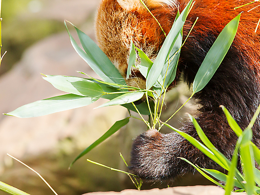 포토 JPG 해외이미지 주간 한마리 잎 사람없음 야외 아웃포커스 귀여움 잡기 먹기 레서판다 해외202004 해외포토 자연요소 식물 1 컨셉 포유류 모션 촬영기법 파일형식 이미지허브