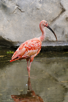 포토 JPG 해외이미지 한마리 응시 야생동물 분홍색 자연 조류 동물원 사람없음 야외 빨간색 흰색 깃털 부리 물새 노려봄 해외202004 해외포토 동물 1 시선 컬러 표정 생태계 파일형식 이미지허브