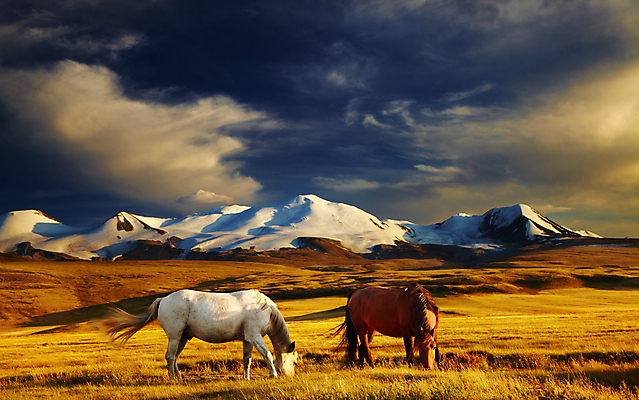 포토 JPG 해외이미지 주간 풍경 사람없음 야외 말_동물 몽골 해외202004 해외포토 자연요소 아시아 포유류 파일형식 이미지허브