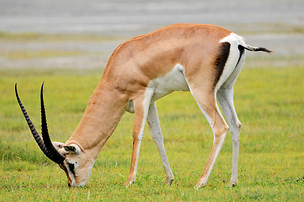 포토 JPG 해외이미지 동물 한마리 응시 야생동물 새끼 포유류 아프리카 자연 뿔 서기 사람없음 야외 옆모습 가로 초록색 갈색 일몰 황무지 고독 사파리 영양 케냐 노려봄 가젤 보호구역 사바나 초식 탄자니아 평야 해외202004 해외포토 1 시선 감정 나라 뷰포인트 컬러 모션 표정 노을 생태계 구역 파일형식 이미지허브