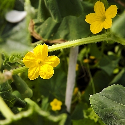 포토 JPG 해외이미지 식물 꽃 음식 줄기 잎 농업 다이어트 채소 재료 자연 오이 건강 사람없음 야외 초록색 여름 노란색 새싹 환경 식사 샐러드 벚꽃 신선 작음 먹기 유기농 날것 내추럴 바이오 오이피클 온실 채식주의자 해외202004 해외포토 웰빙 계절 산업 컬러 모션 크기 생태계 채식 피클 파일형식 이미지허브