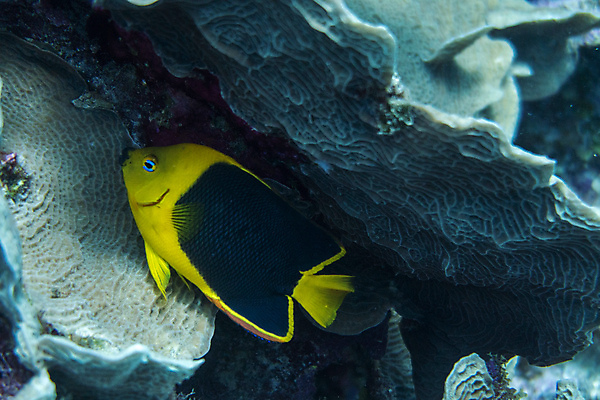 포토 JPG 해외이미지 모양 동물 야생동물 바다 자연 어류 사람없음 여름 파란색 수중 산호 다이빙 질감 암초 해외202004 해외포토 계절 컬러 수영 수중동물 자포동물 생태계 수중스포츠 파일형식 이미지허브