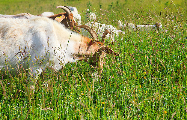 포토 JPG 해외이미지 동물 척추동물 응시 포유류 가족 염소 생물 프레임 사람없음 농장 농경지 가축 시골 아기 양 소 방목 자르기 경계 슛 갈기 당나귀 망아지 초식 해외202004 해외포토 시선 새끼 농업 관계 모션 사람 말_동물 축산업 파일형식 이미지허브