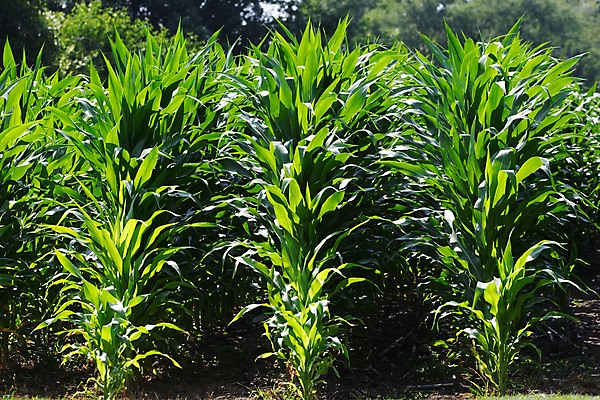 포토 JPG 해외이미지 구름 계절 별 음식 잎 밭 농업 채소 자연 하늘 날씨 건강 옥수수 사람없음 야외 여름 농작물 농장 농경지 환경 정원 줄무늬 성장 시골 낟알 연료 폭풍 내추럴 바이오 밭일 포상금 해외202004 해외포토 자연요소 식물 산업 돈 무늬 곡류 생태계 파일형식 이미지허브