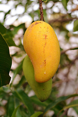 포토 JPG 해외이미지 식물 음료 음식 과일 자연 디저트 귤 건강 사람없음 농경지 노란색 주스 신선 달콤 열대과일 망고 내추럴 이국적 해외202004 해외포토 컬러 농장 맛 생태계 파일형식 이미지허브