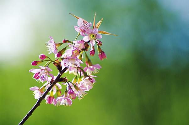 포토 JPG 해외이미지 나무 식물 계절 꽃잎 꽃 분홍색 백그라운드 꽃무늬 과일 태국 자연 하늘 친절 새로움 동양인 사람없음 파란색 정원 일본 봄 벚꽃 흰색 나뭇가지 신선 개화 체리 과수원 4월 묘사 원예 부드러움 북쪽 내추럴 해외202004 해외포토 아시아 컬러 컨셉 무늬 농업 인종 취미 감각 날짜 방향 생태계 파일형식 이미지허브