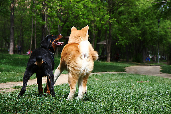 포토 JPG 해외이미지 주간 반려견 두마리 사람없음 야외 산책 강아지 놀기 해외202004 아키타견 해외포토 자연요소 2 모션 휴식 반려동물 개 파일형식 이미지허브