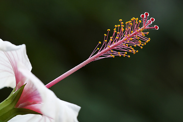 포토 JPG 해외이미지 꽃 사람없음 빨간색 초록색 노란색 흰색 묘사 꽃수술 해외202004 해외포토 식물 컬러 파일형식 이미지허브