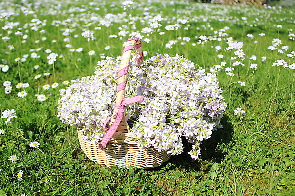 포토 JPG 해외이미지 꽃 분홍색 꽃무늬 봄꽃 자연 사람없음 바구니 정원 맑음 봄 시골 4월 내추럴 낭만주의 파스텔톤 화창 해외202004 해외포토 식물 계절 컬러 무늬 날씨 날짜 생태계 파일형식 이미지허브