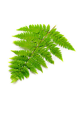 포토 JPG 해외이미지 모양 식물 줄기 백그라운드 잎 꽃무늬 패턴 자연 사람없음 장식 초록색 여름 환경 정원 성장 흰색 나뭇가지 숲 싱글 질감 내추럴 고립 양치류 그리너리 해외202004 해외포토 나무 계절 꽃 컬러 무늬 생태계 파일형식 트랜드컬러 이미지허브