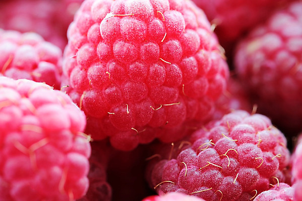 포토 JPG 해외이미지 식물 열매 음료 음식 백그라운드 잎 다이어트 과일 재료 자연 디저트 건강 사람없음 빨간색 여름 쌓기 정원 수확 흰색 신선 그룹 닫기 달콤 맛 큼 잼 먹기 유기농 날것 산딸기 흙더미 내추럴 고립 숙성 채식주의자 많음 비건 해외202004 해외포토 웰빙 계절 컬러 컨셉 농업 모션 흙 소스_음식 크기 생태계 채식 파일형식 더미 이미지허브