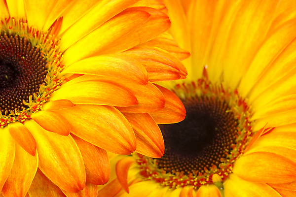 포토 JPG 해외이미지 식물 꽃잎 꽃 백그라운드 2 꽃무늬 오렌지 자연 선물 사람없음 가로 봄 성장 벚꽃 흰색 신선 이슬 다발 데이지 꽃가루 거베라 고립 카피스페이스 해외202004 해외포토 계절 컬러 무늬 과일 공백 가루 생태계 파일형식 이미지허브