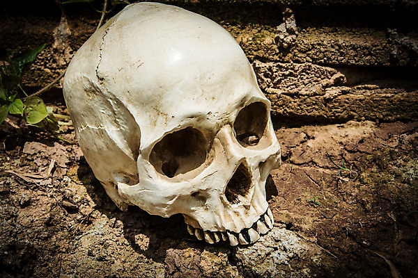 포토 JPG 해외이미지 과학 백그라운드 유적 추상 뼈 골격 흑백 미술 사람 사람없음 목재 갈색 머리 꽃병 검은색 어둠 침묵 할로윈 수확 골동품 흰색 죽음 시간 신비 쇠사슬 향수 오브젝트 그림 질감 복고 날것 과거 마법 주인 고딕 그런지 섞기 세피아 수목 옛날 철강 해골모형 오싹 해외202004 해외포토 나무 전통 꽃 컬러 컨셉 무늬 농업 재료 문화예술 촬영기법 신체부위 모형 소리 화장품 파일형식 이미지허브