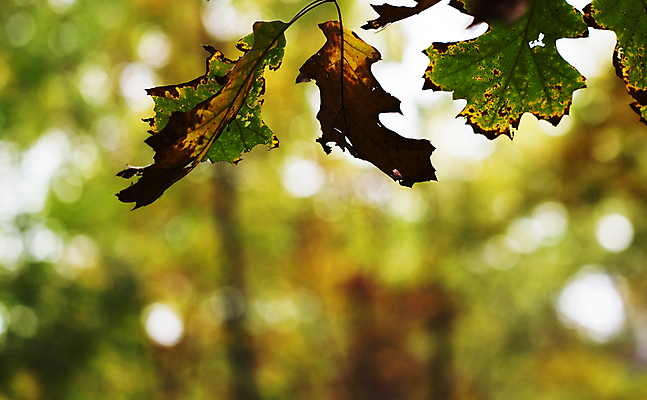 포토 JPG 해외이미지 계절 백그라운드 잎 오렌지 자연 사람없음 갈색 힘 가을 9월 11월 10월 내추럴 방법 썩음 노화 카피스페이스 해외202004 해외포토 식물 컬러 컨셉 과일 공백 날짜 생태계 파일형식 이미지허브
