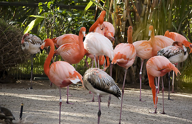 포토 JPG 해외이미지 동물 분홍색 날개 자연 조류 동물원 사람없음 플라밍고 깃털 서식지 해외202004 해외포토 컬러 생태계 파일형식 이미지허브