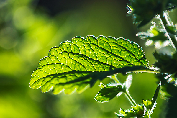 포토 JPG 해외이미지 식물 꽃 음료 음식 백그라운드 잎 꽃무늬 밭 재료 자연 프레임 건강 요리 사람없음 가로 초록색 여름 빛 약 정원 신선 조미료 차 맛 약초 다발 레몬 민트 허브 향신료 유기농 향기 아로마 향 아로마테라피 내추럴 고립 해외202004 해외포토 웰빙 계절 컬러 컨셉 무늬 농업 과일 의학 풀_식물 생태계 냄새 테라피 향미료 파일형식 이미지허브