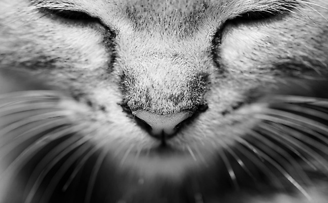 포토 JPG 해외이미지 동물 응시 얼굴 포유류 자연 수염 털 사람없음 반려동물 고양이 회색 아기 작음 모피 묘사 육식동물 얼룩무늬 해외202004 해외포토 시선 컬러 무늬 사람 신체부위 크기 생태계 파일형식 이미지허브