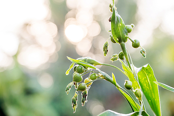 포토 JPG 해외이미지 식물 직업 아시아 음식 잎 밭 다이어트 건강 사람없음 초록색 농작물 농장 에너지 신선 허브 눈물 날것 내추럴 작살 탄수화물 해외202004 해외포토 감정 나라 컬러 농업 파일형식 이미지허브