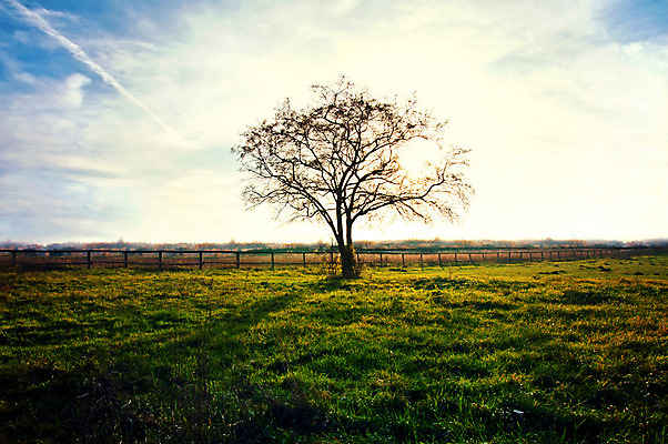 포토 JPG 해외이미지 나무 구름 1 계절 공원 백그라운드 밭 농업 자연 하늘 날씨 풍경 잔디 사람없음 야외 목재 초록색 여름 파란색 컬러풀 햇빛 태양 농장 농경지 환경 맑음 봄 성장 시골 신선 숲 땅 포르투갈 싱글 내추럴 옛날 수평선 해외202004 해외포토 자연요소 식물 공공시설 유럽 산업 컬러 재료 생태계 파일형식 이미지허브