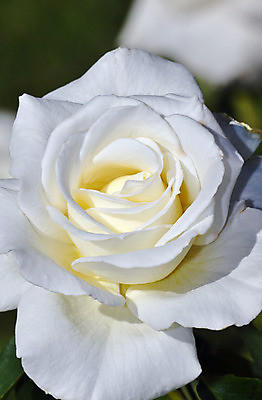 포토 JPG 해외이미지 식물 꽃잎 꽃 꽃무늬 자연 사람없음 장미 정원 봄 벚꽃 흰색 순수 원예 해외202004 해외포토 계절 컬러 컨셉 무늬 취미 생태계 파일형식 이미지허브