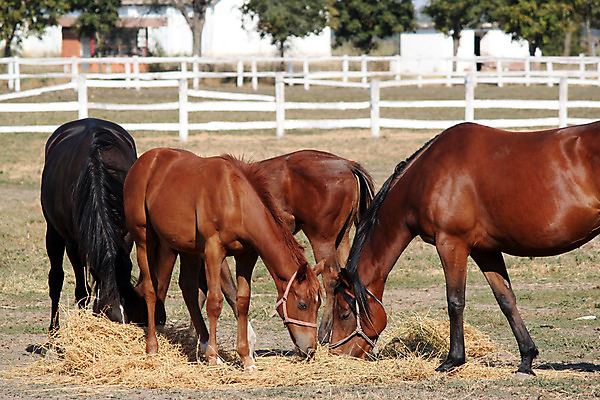 포토 JPG 해외이미지 동물 밭 포유류 자연 사람없음 야외 농장 갈색 목장 볏짚 군중 방목 먹기 망아지 수유 해외202004 해외포토 새끼 컬러 농업 모션 사람 말_동물 짚 축산업 생태계 파일형식 이미지허브