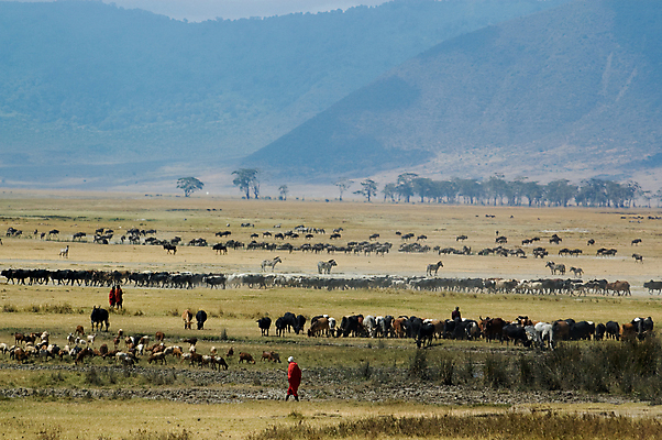 포토 JPG 해외이미지 동물 야생동물 아프리카 자연 염소 산 국립공원 사람 풍경 사람없음 초록색 소 군중 사파리 언덕 얼룩말 분화구 마사이족 탄자니아 해외202004 해외포토 공원 나라 컬러 포유류 말_동물 생태계 화산 파일형식 이미지허브