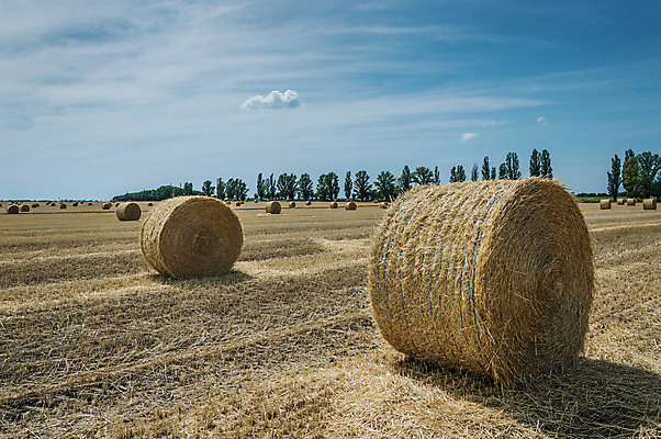 포토 JPG 해외이미지 나무 식물 구름 꽃 밭 농업 자연 하늘 날씨 옥수수 풍경 사람없음 야외 여름 빛 컬러풀 햇빛 농장 농경지 노란색 쌓기 마을 일출 환경 황혼 일몰 성장 가을 시골 황금 건초더미 땅 밀 언덕 롤 장면 밀짚 무한 웅장함 평야 수평선 해외202004 해외포토 자연요소 계절 산업 컬러 모션 곡류 태양 노을 건초 짚 생태계 파일형식 더미 이미지허브