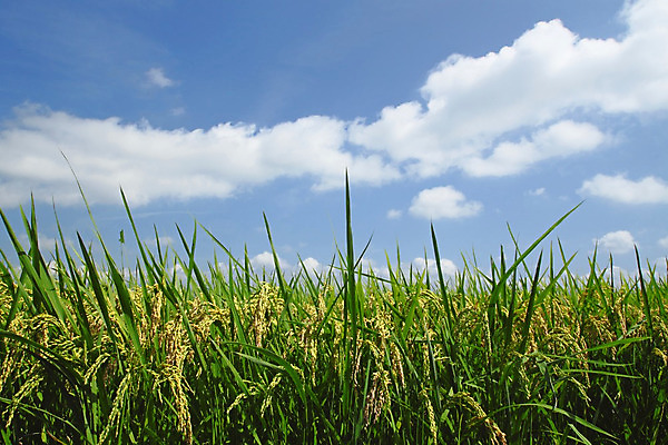 포토 JPG 해외이미지 아시아 음식 백그라운드 자연 하늘 밥 동양인 풍경 사람없음 야외 초록색 농작물 농장 농경지 시골 황금 낟알 땅 유기농 내추럴 논밭 해외202004 해외포토 웰빙 나라 컬러 밭 농업 논 인종 생태계 파일형식 이미지허브